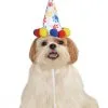 Paw Print Birthday Dog Accessory